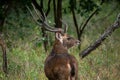 TheÃÂ Javan rusaÃÂ orÃÂ Sunda sambar, Rusa timorensis species that is endemic to the islands of Java